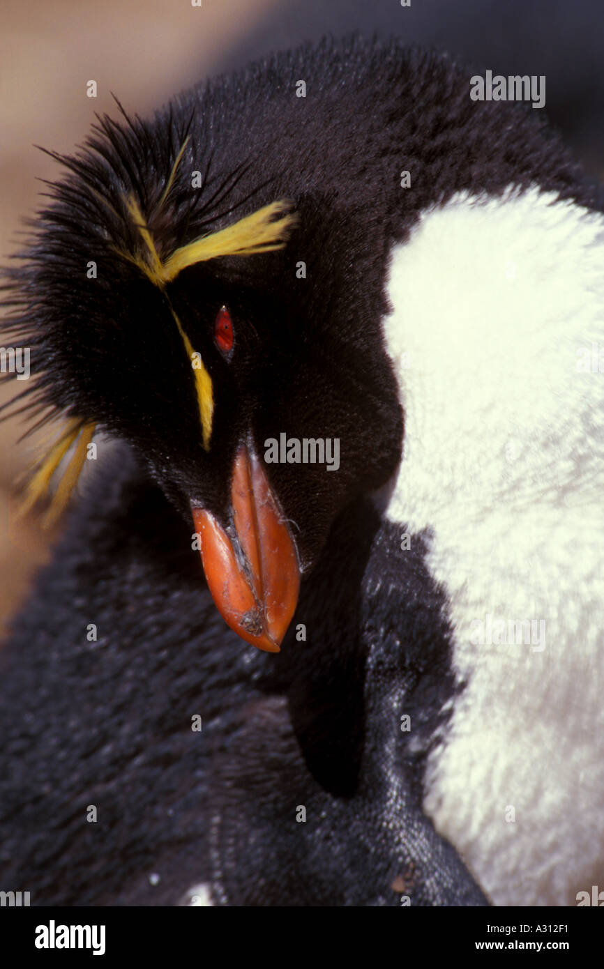 Rockhopper Penguin Eudyptes Chrysocome Westpoint Island Falkland-Inseln Stockfoto