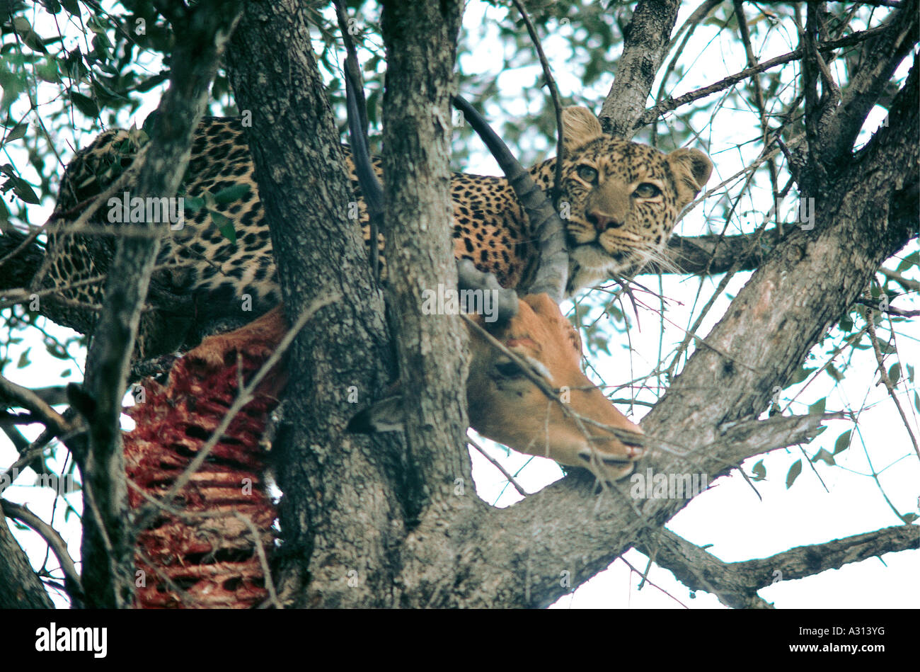 Leopard mit Impala Kadaver in Äste eines Baumes in Masai Mara National Reserve Kenia in Ostafrika Stockfoto