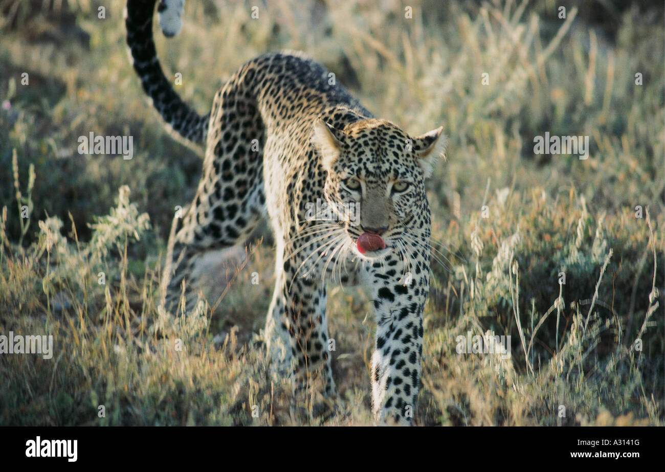 Leopard zu Fuß, da er sich auf die Jagd in Samburu National Reserve Kenia in Ostafrika macht Stockfoto