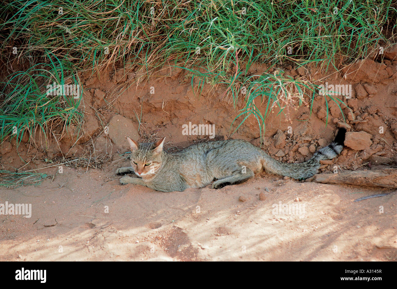 Afrikanische Wildkatze hinlegen und entspannen in Samburu National Reserve Kenia in Ostafrika Stockfoto