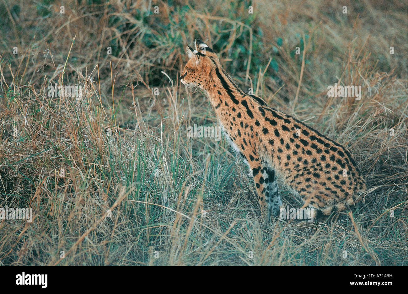 Serval Katze Jagd Nagetiere in Masai Mara National Reserve Kenia in Ostafrika ist der Serval zu springen Stockfoto