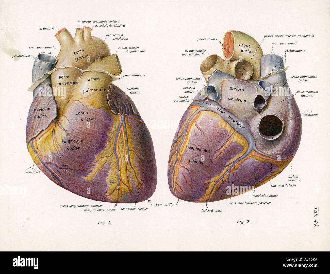Anatomy of heart interior, frontal section Poster Print (17 x 11)