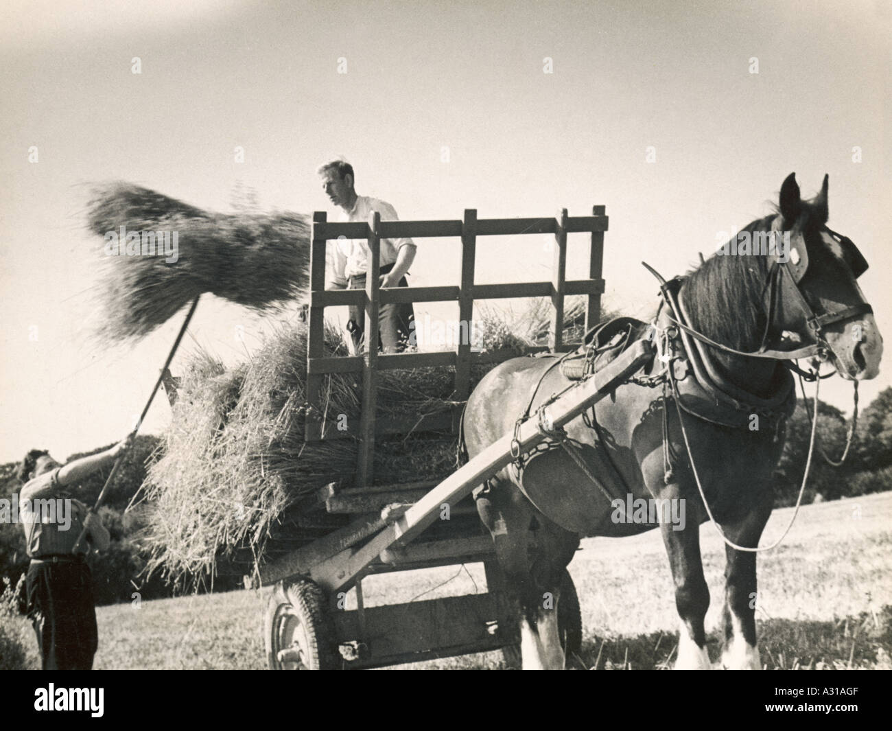 Ernte von Sussex 1940er Jahre Stockfoto