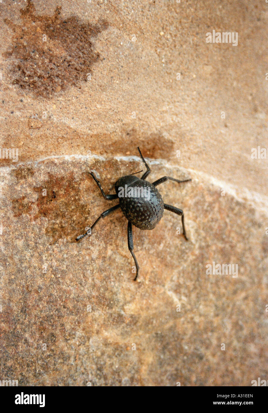 Nahaufnahme eines schwarzen Käfer auf Stein Stockfoto