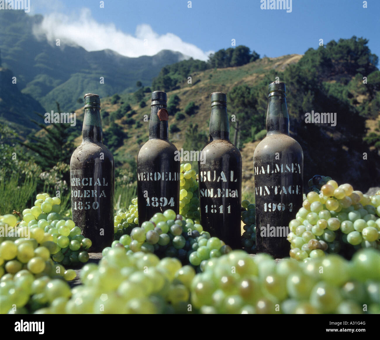 Die vier verschiedenen Arten von Madeira Wein Jahrgang Wein Flaschen unter Trauben im Madeira Berge Stockfoto