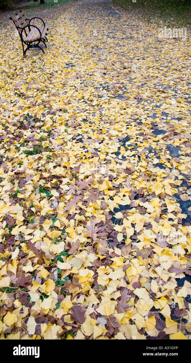 Friedlichen Weg übersät mit Blättern führt zu einer leeren Bank Stockfoto