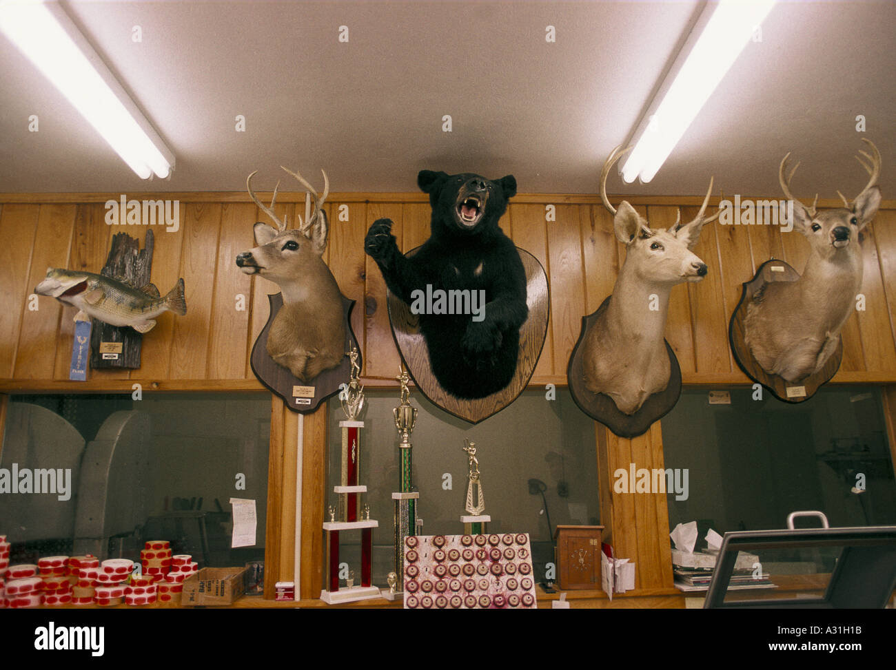Mississippi-Delta, die Wilderei Gemischtwarenladen mit ausgestopften Tierköpfen an Wand Stockfoto