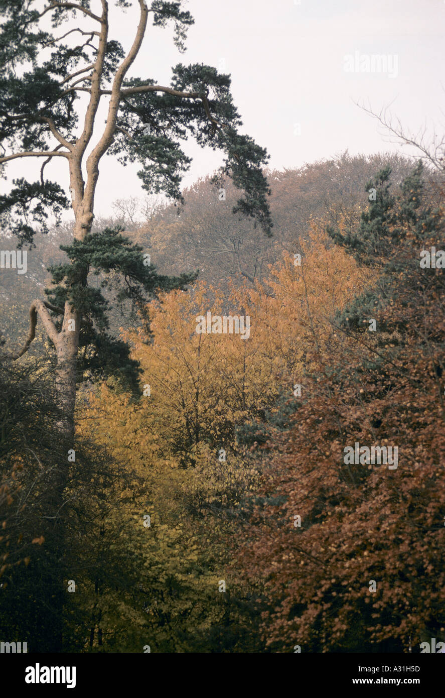 Bäume mit Herbstlaub auf London Hampstead heath Stockfoto
