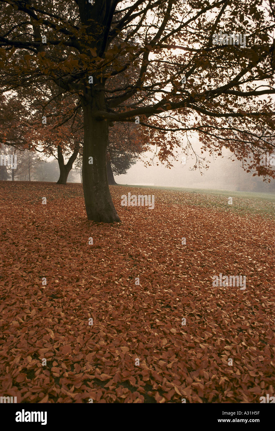 Herbstlaub London Hampstead Heath Stockfoto