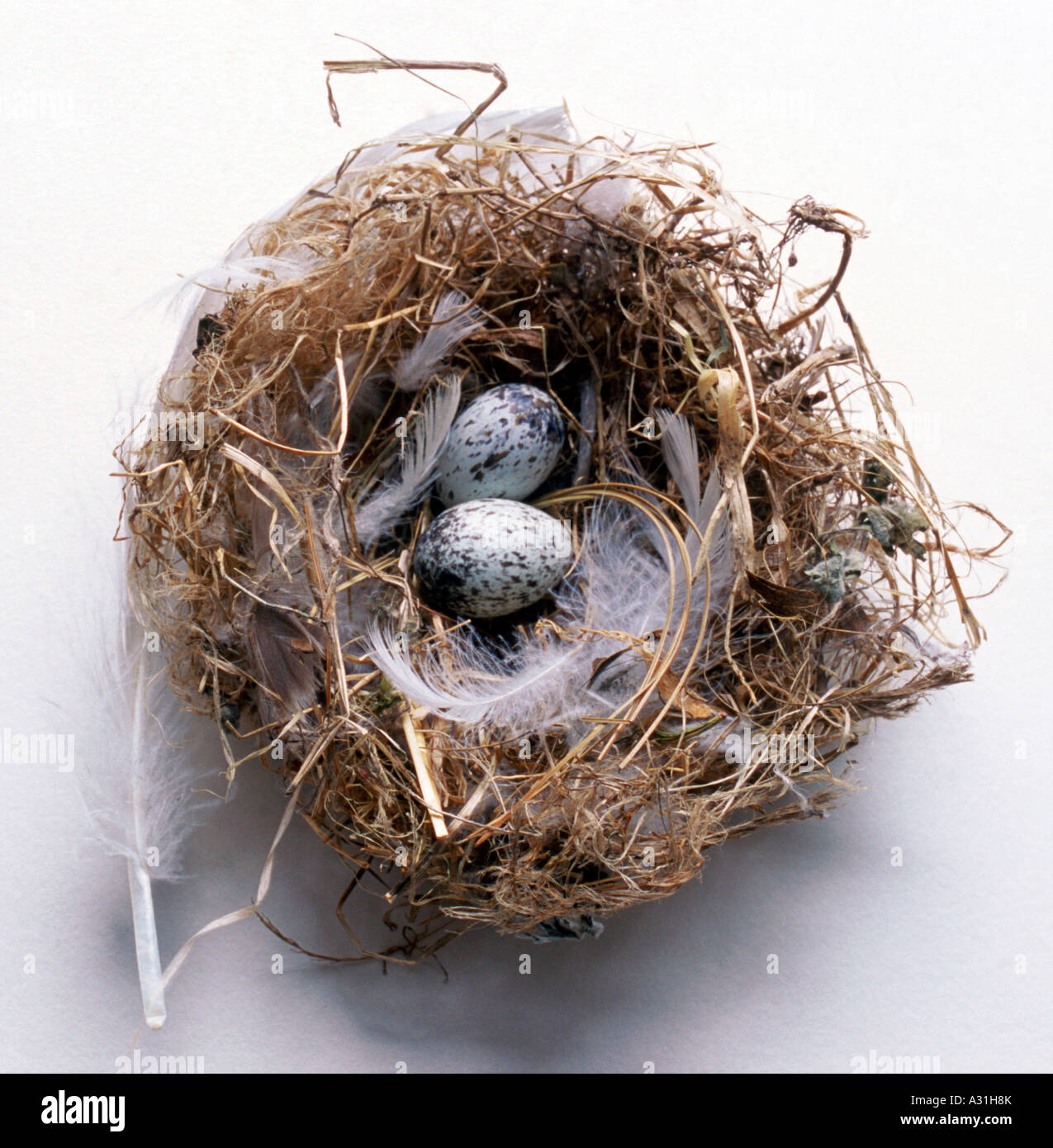 Nahaufnahme der Haussperling (Passer Domestucus) Verschachtelung und Eier Stockfoto