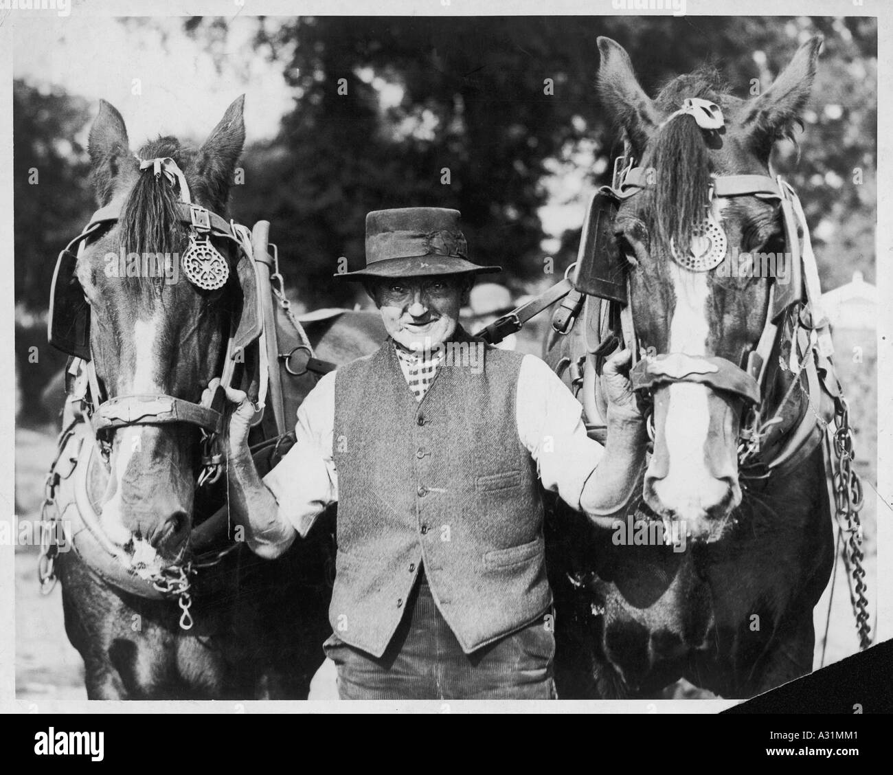 Alter Mann und schwere Pferde Stockfoto