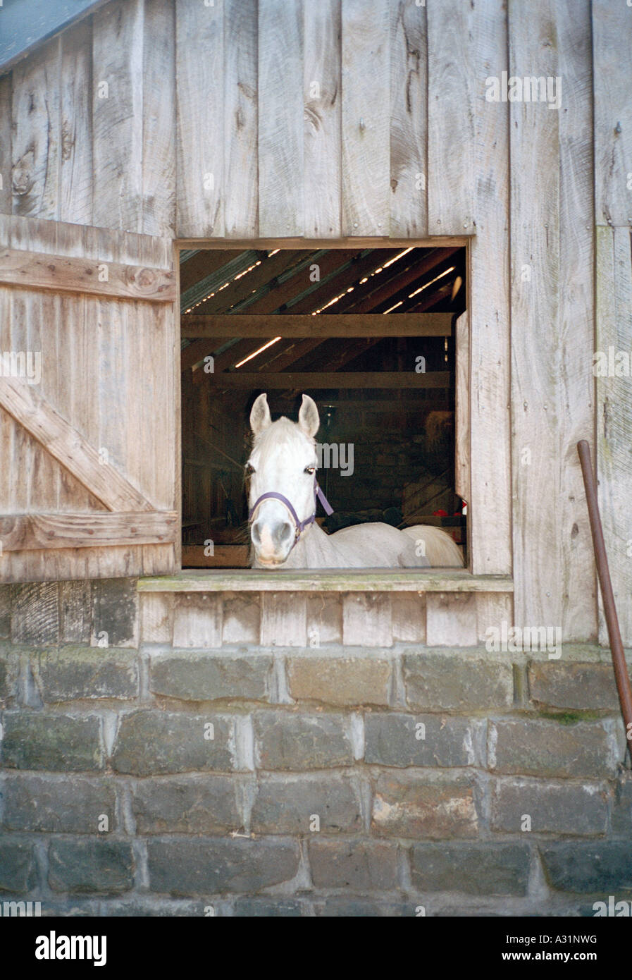 Weißes Pferd Stossen Kopf aus Stall Stockfoto