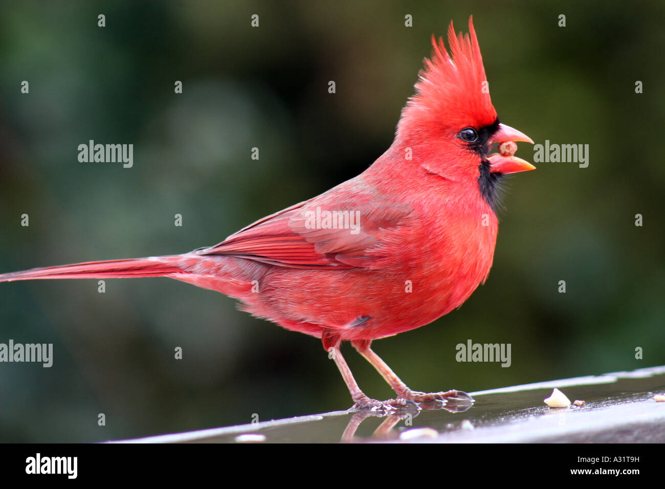 Nördlichen Kardinal Männchen mit Nuss im Schnabel Stockfoto