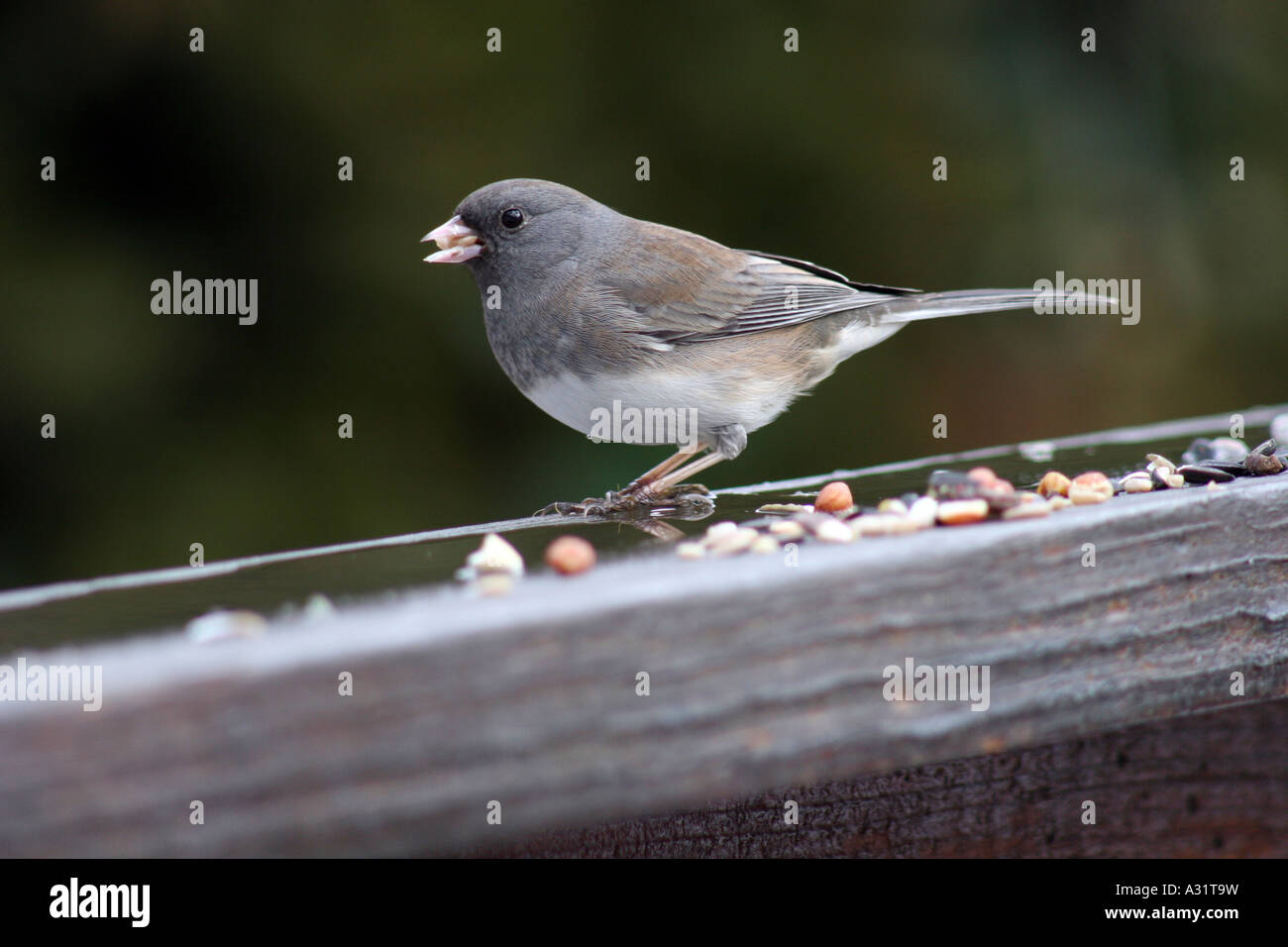 Dunkel-gemustertes Junco weibliche mit Samen im Mund nach links im Profil Stockfoto