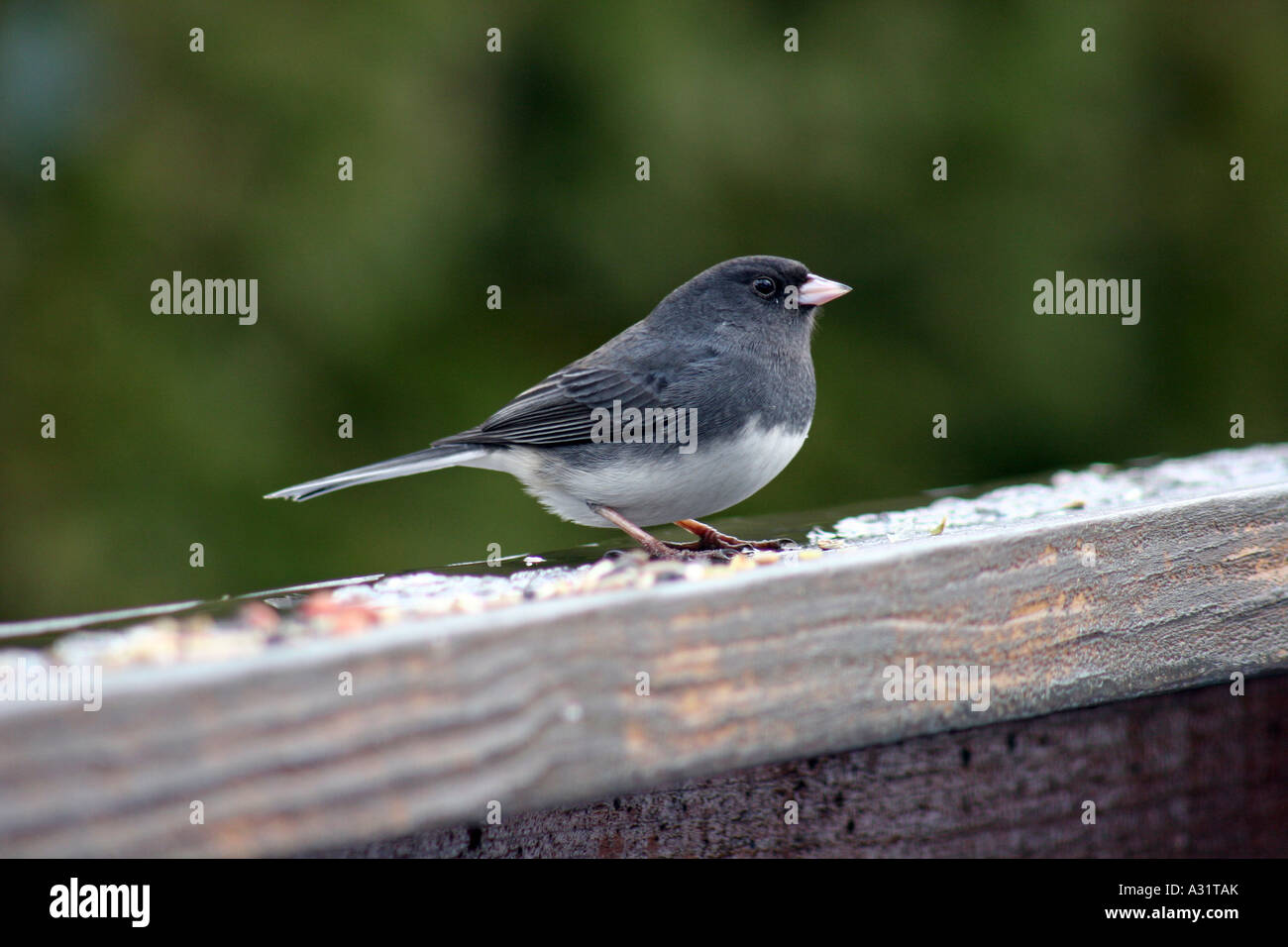 Dunkel-gemustertes Junco Mann auf Deck Geländer suchen direkt im Profil Stockfoto