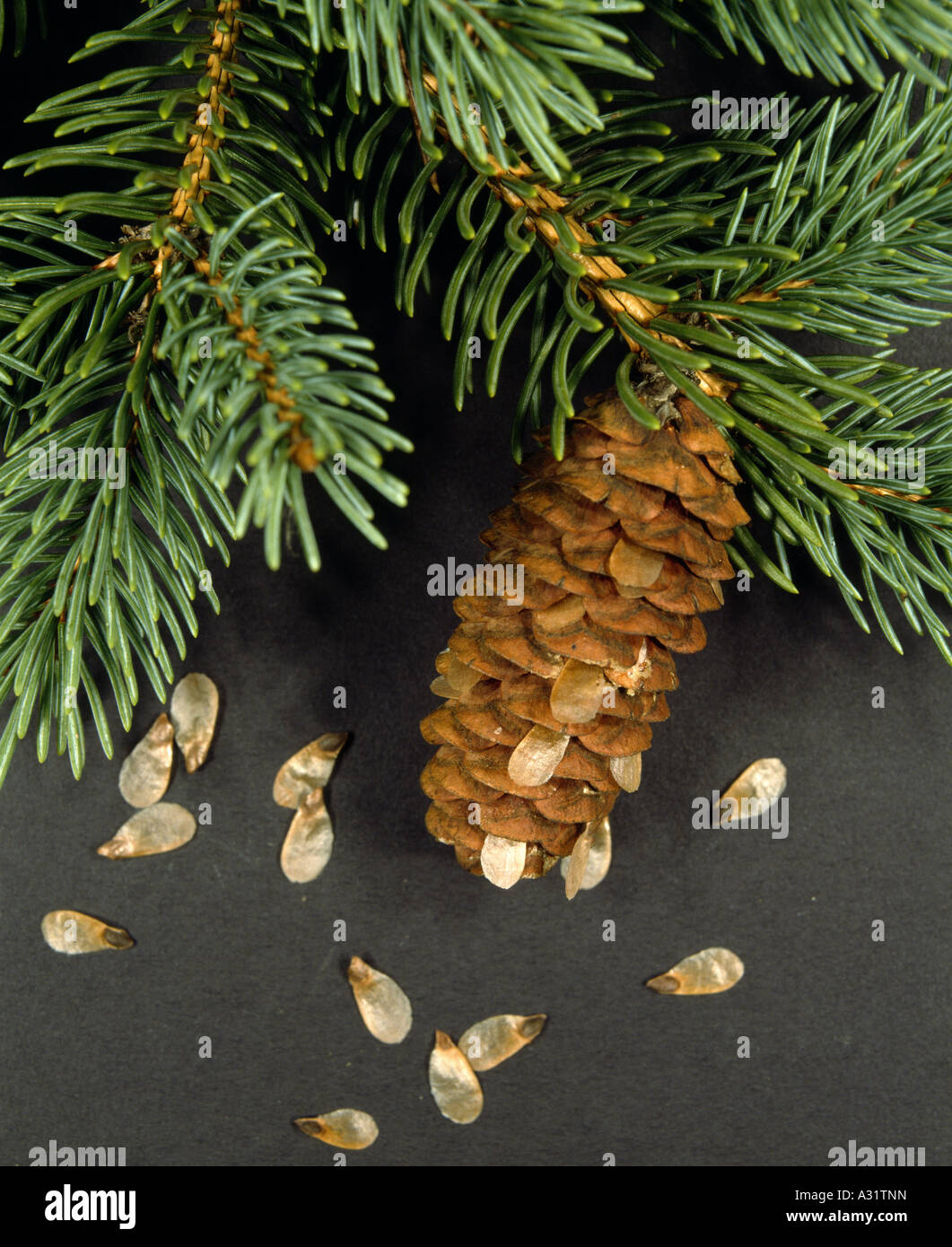 WEIß-FICHTE (PICEA GLAUCA) GEFLÜGELTEN SAMEN REIFEN KEGEL ENTSTEHENDE / STUDIO Stockfoto