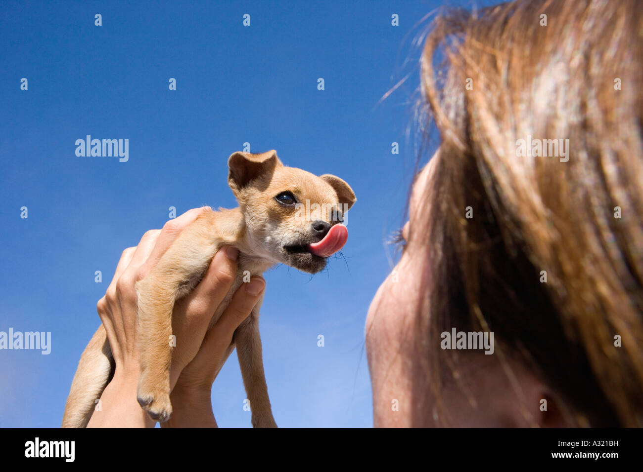 Frau hält einen Chihuahua Welpen Stockfoto