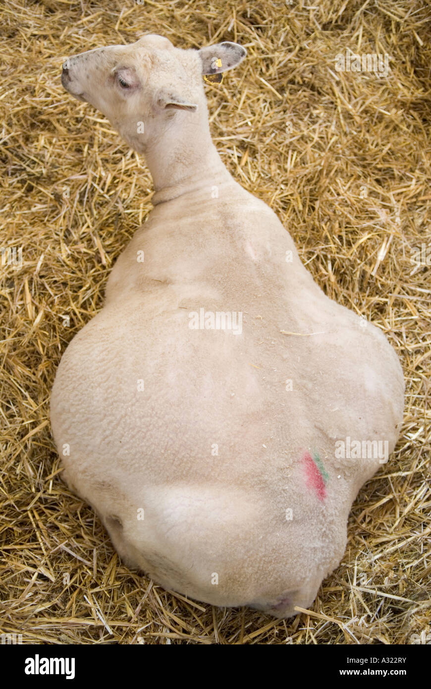 Schwanger Schafe. Stockfoto