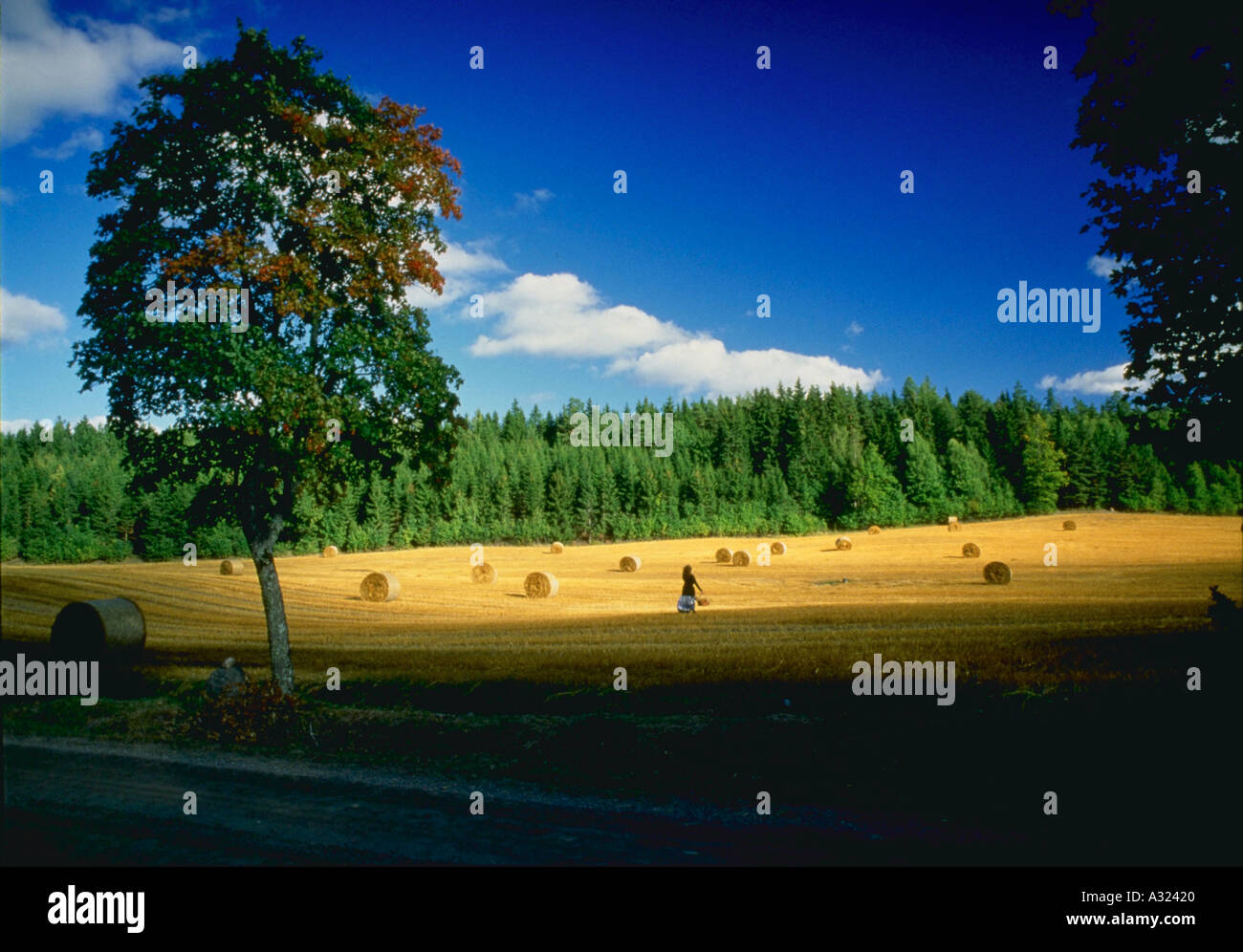 Frau im Feld mit Rollen Heu Stockfoto