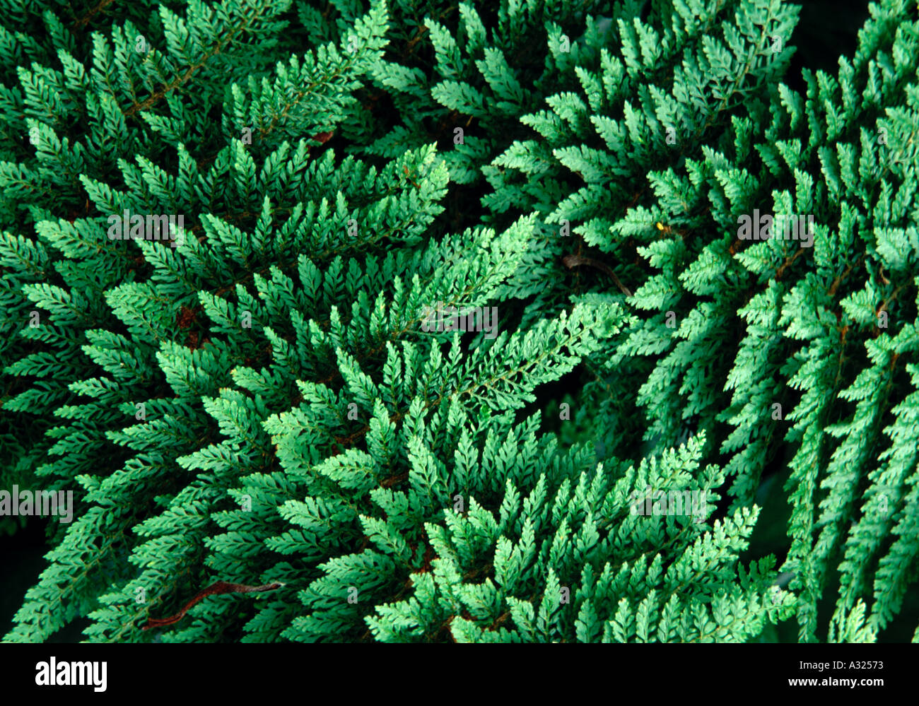 Stillleben mit üppigen grünen Farn Pflanzen hautnah Stockfoto