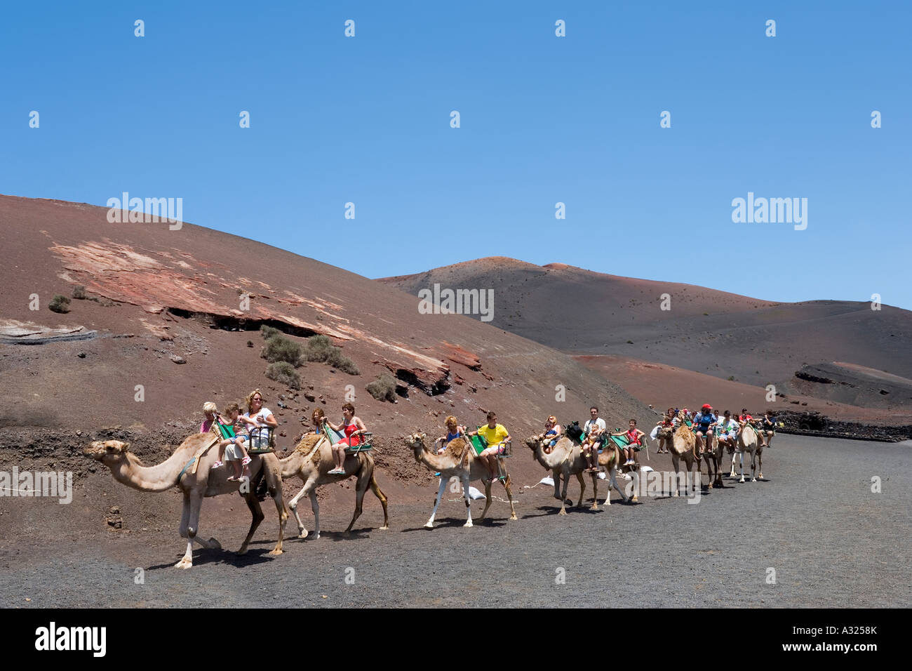 Kamel reitet im Nationalpark Timanfaya, Lanzarote, Kanarische Inseln, Spanien Stockfoto