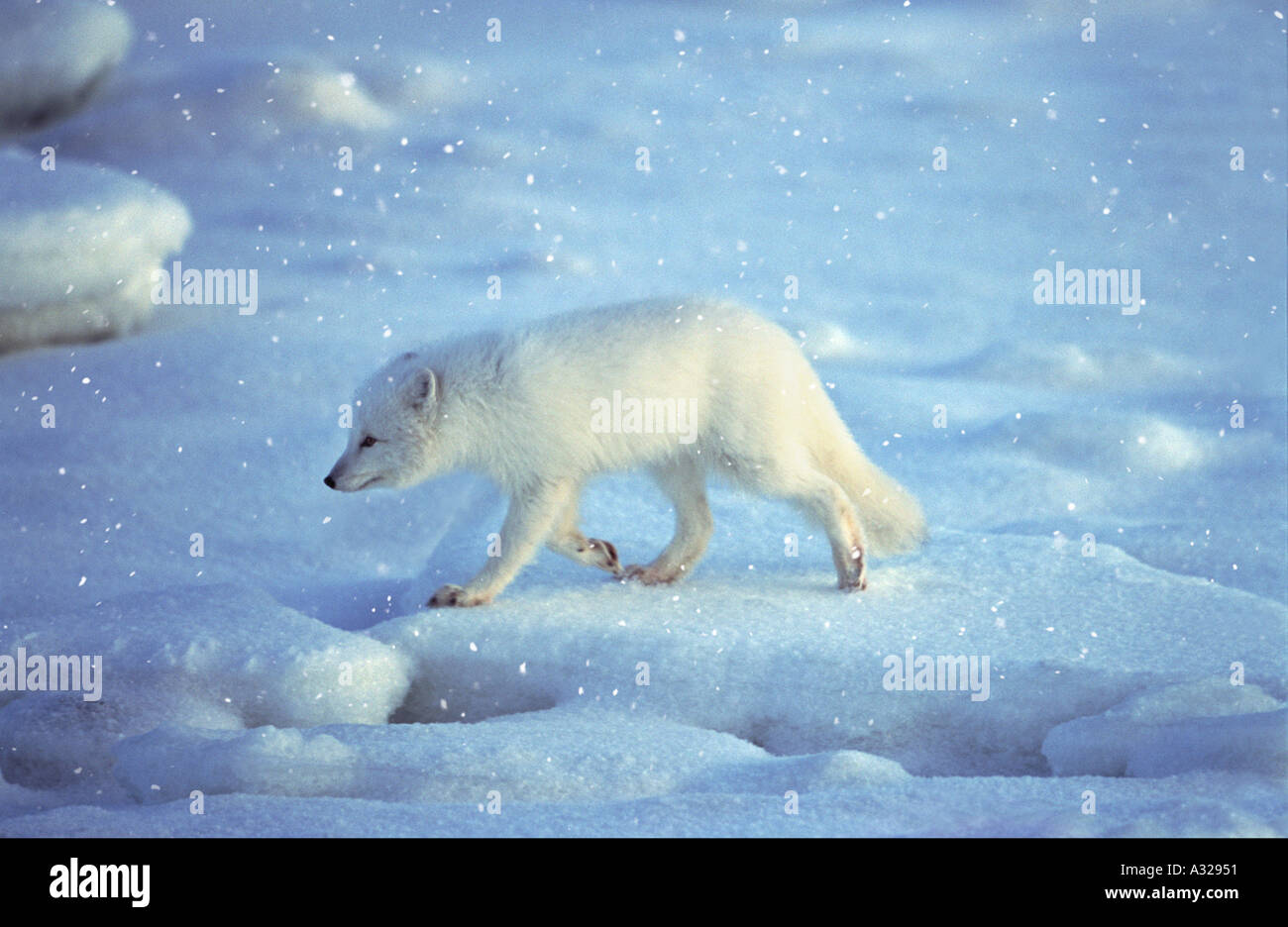 Polarfuchs Manitoba Kanada Stockfoto