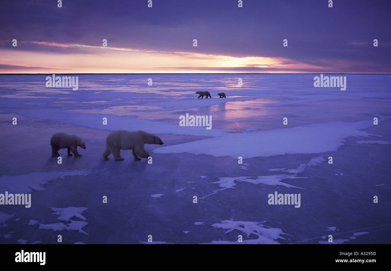 Zwei Eisbären Familien gehen auf Eis Cape Churchill Manitoba Kanada Stockfoto