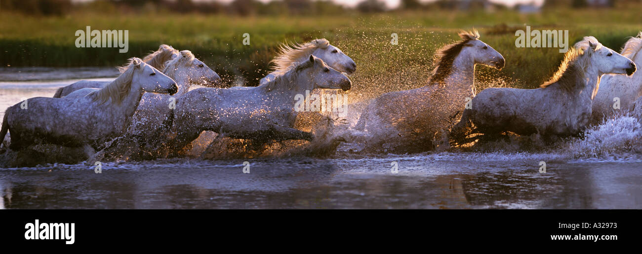 Weisse Pferde der Camargue durch Wasser Frankreich Stockfoto