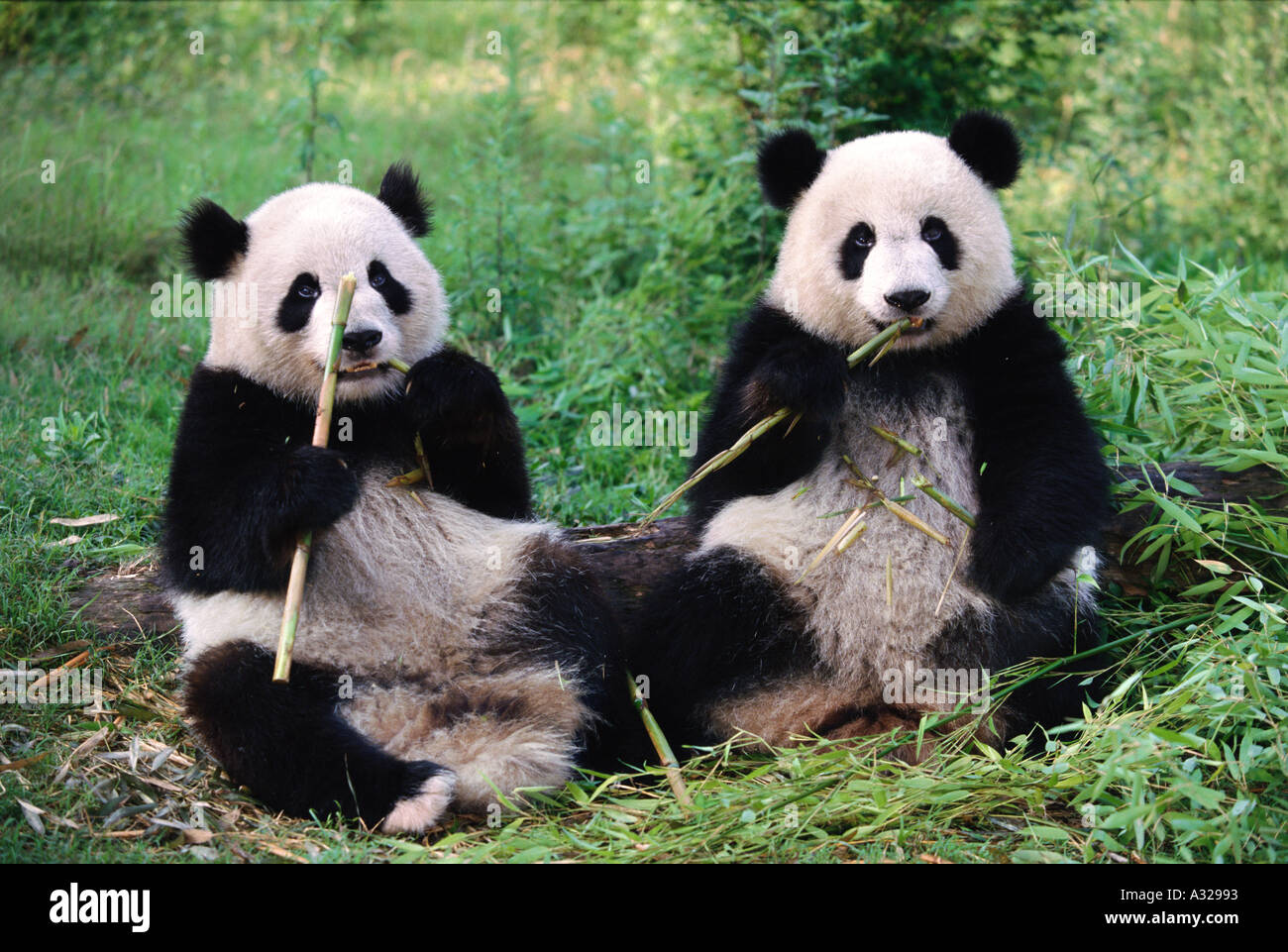 Große Pandas Essen Bambus Provinz Sichuan China Stockfoto