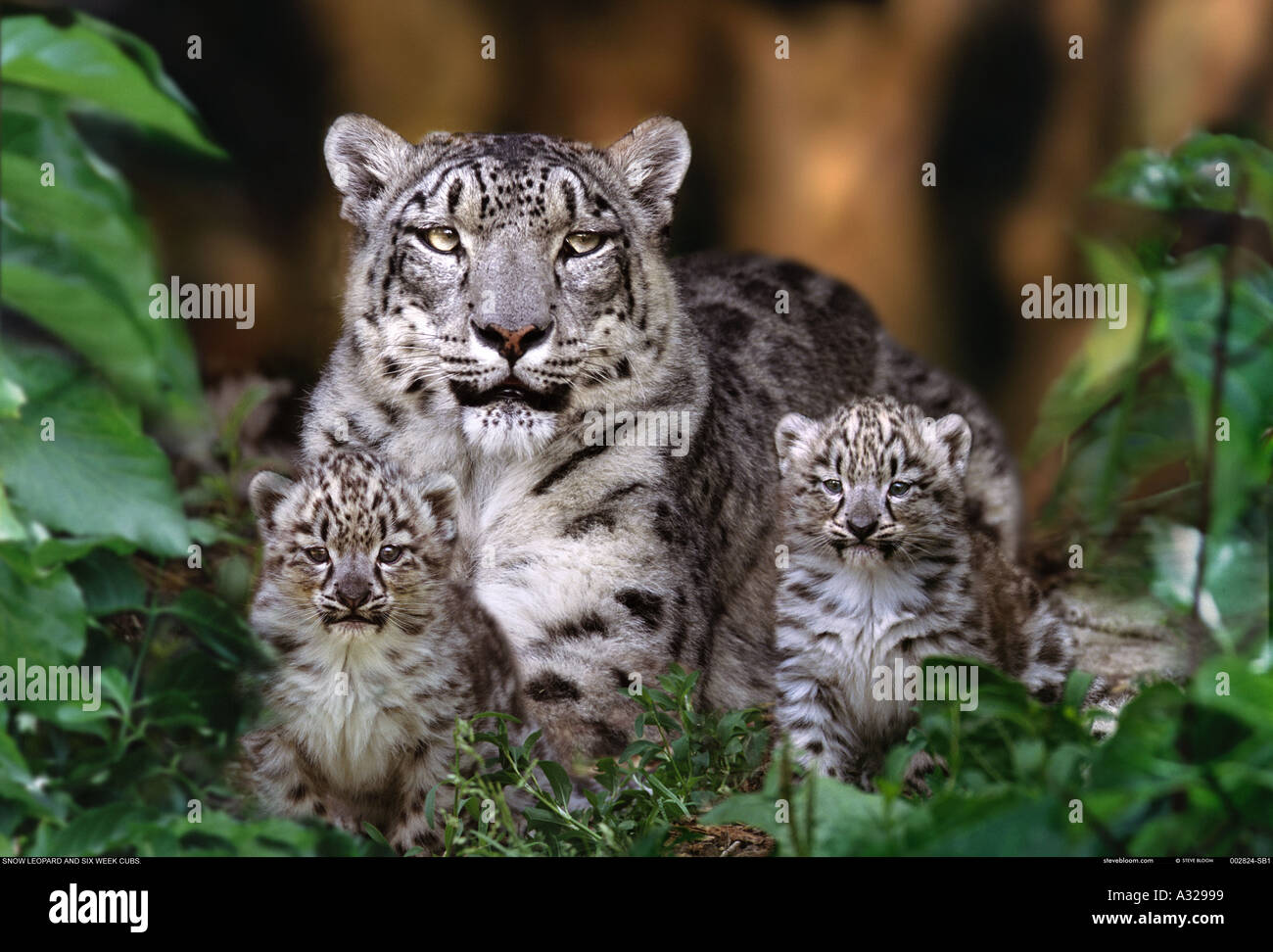 Snow Leopardenmutter und sechs Wochen alten Jungen Stockfoto