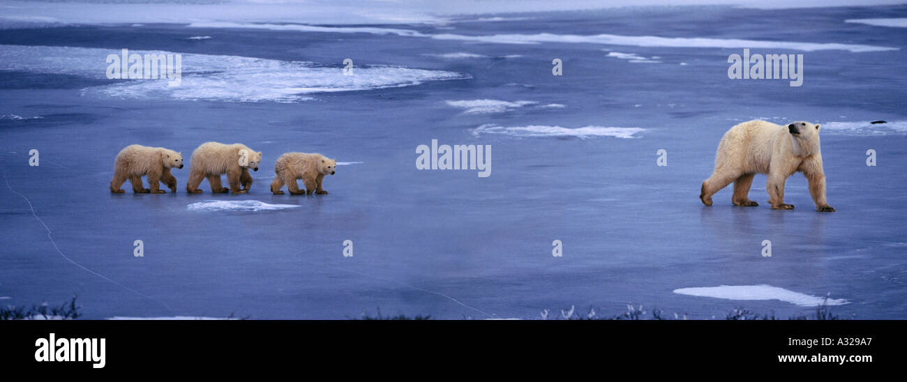 Eisbären Churchill Manitoba Kanada Stockfoto