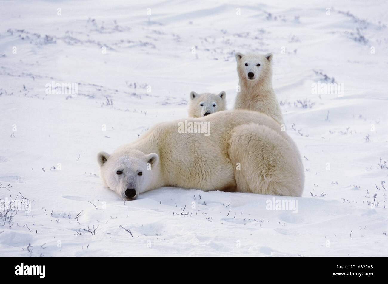 Eisbär-Mutter und jungen Churchill Manitoba Kanada Stockfoto
