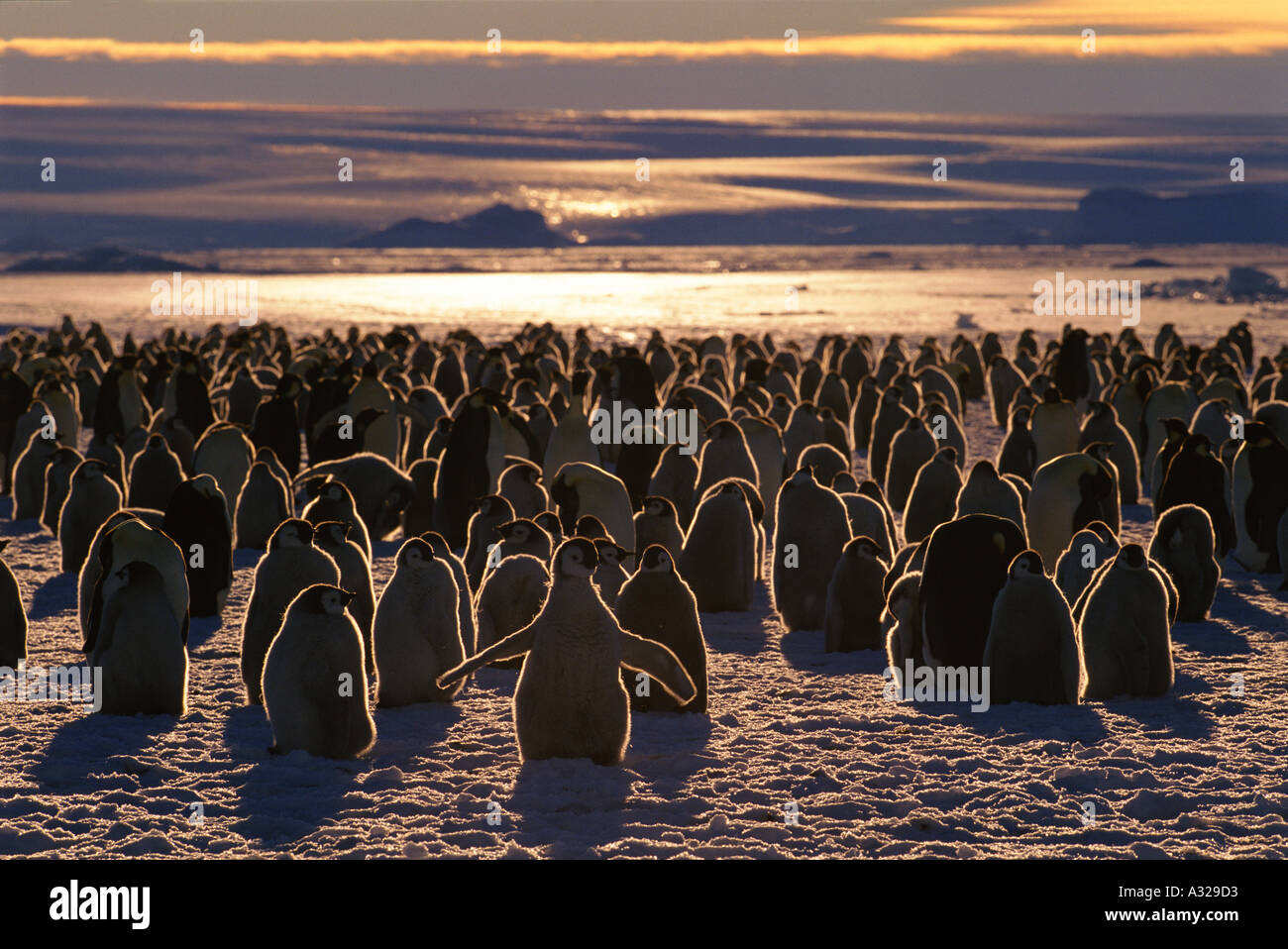 Kaiserpinguine Atka Bay Kolonie Antarktis Stockfoto