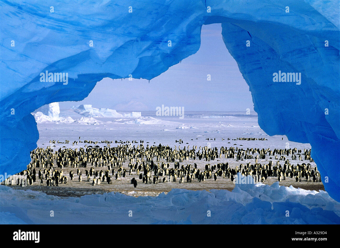 Kaiserpinguine und Eis Bogen Atka Bay Kolonie Antarktis Stockfoto