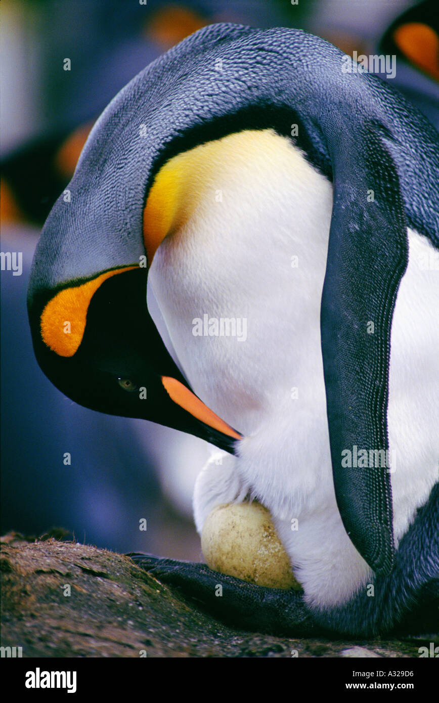 Königspinguin Inspektion Ei Salisbury Plain Süd-Georgien Stockfoto