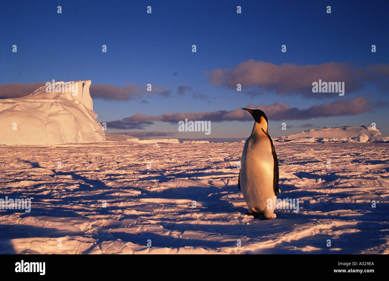 Kaiser-Pinguin Cape Darnley Antarktis Stockfoto