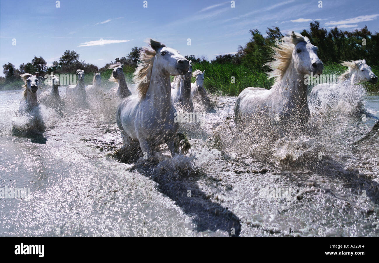 Camargue-Pferde laufen durch Wasser Frankreich Stockfoto