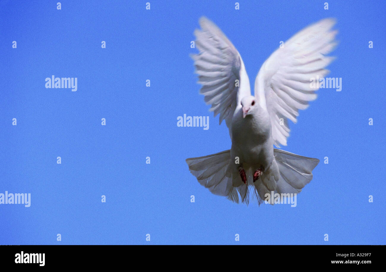 Weiße Taube gegen blauen Himmel Camargue-Frankreich Stockfoto
