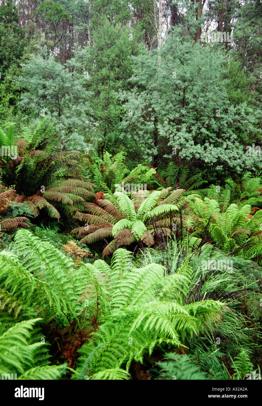 Grüne frische Farne in tropischen Mount Field National Park in Tasmanien in Australien Stockfoto