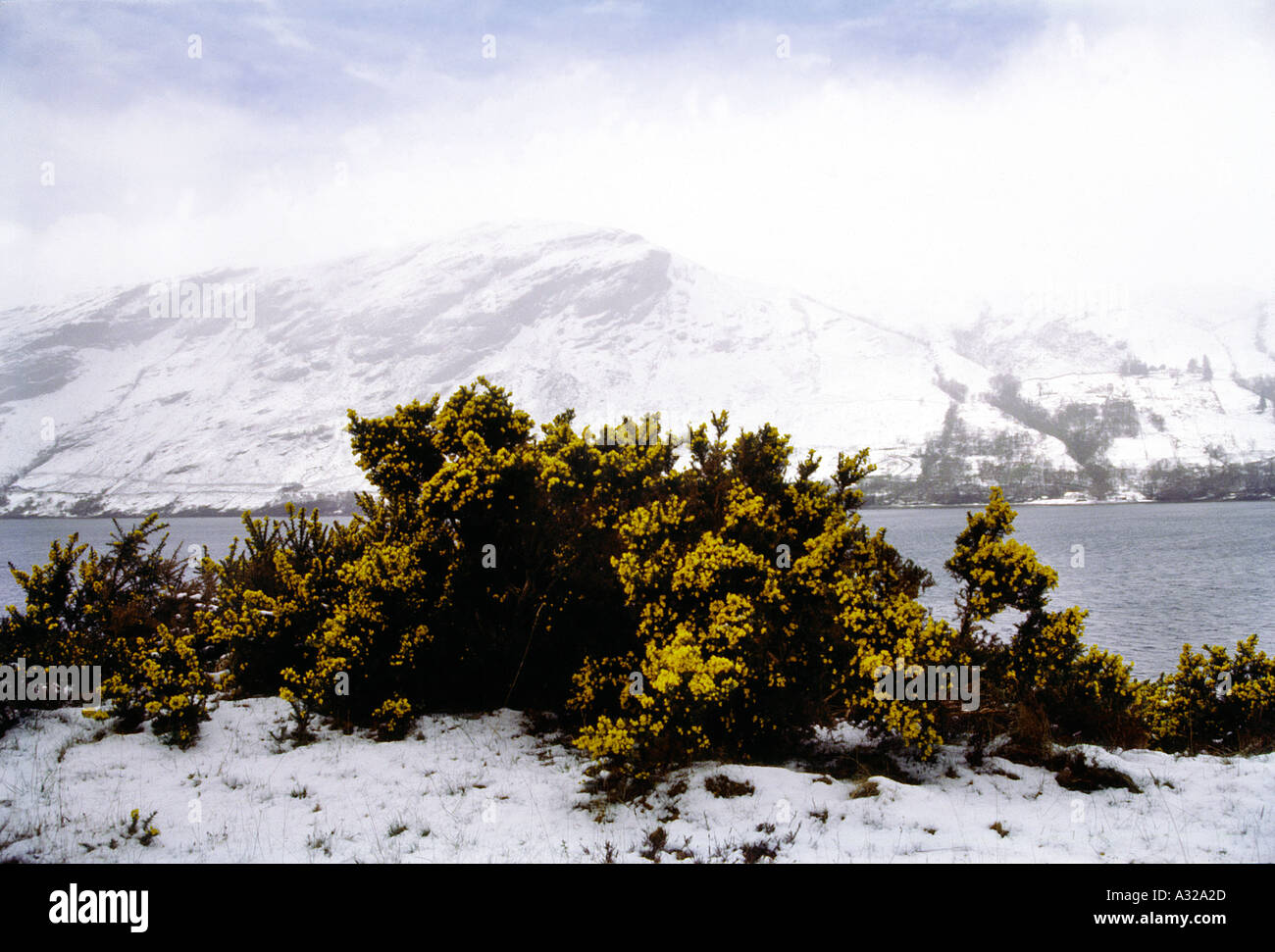 AMA PL51 Frühlingsschnee auf Ginster Schottland Großbritannien Vereinigtes Königreich Stockfoto