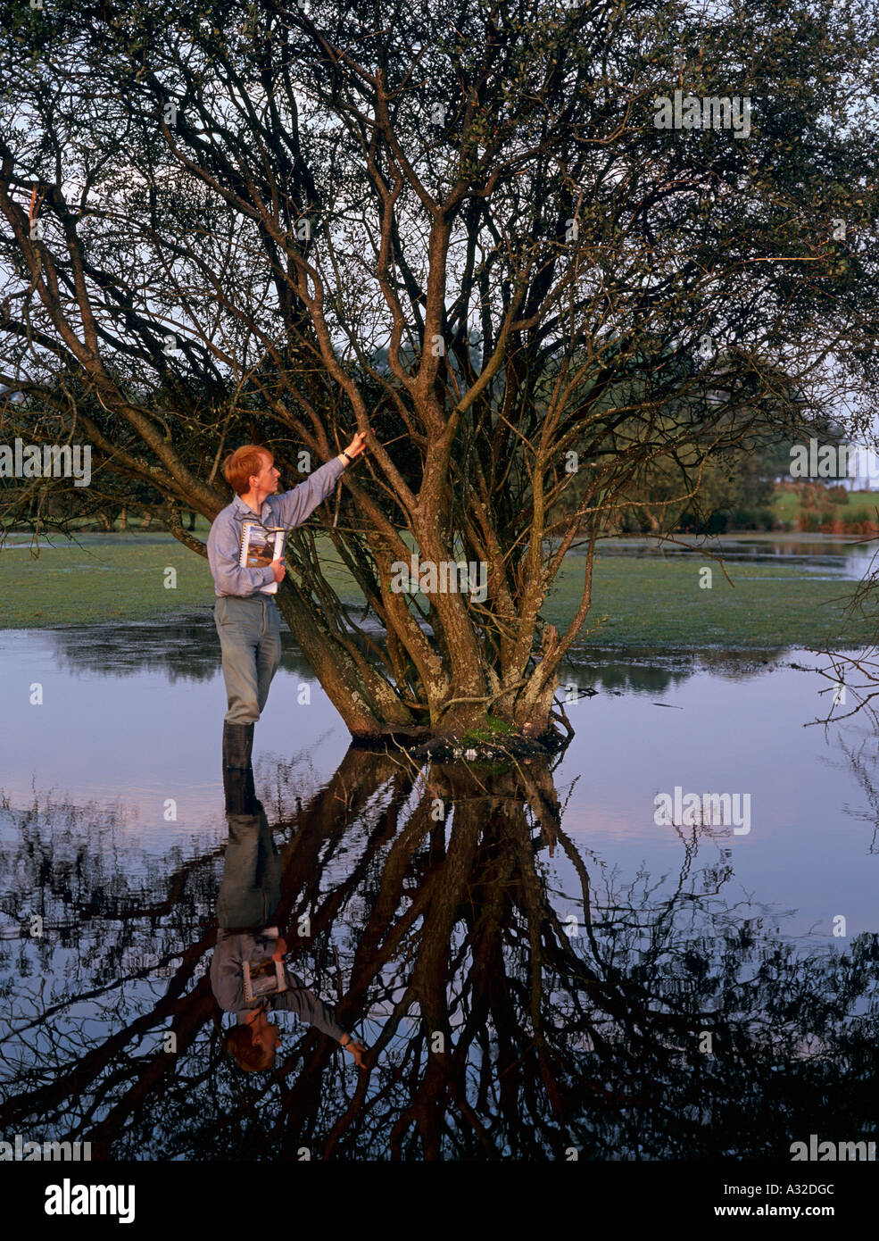 Erhaltung Arbeiter Vermessung Willow tree im Teich gemeinsam Brecon Beacons National Park Powys Wales Stockfoto
