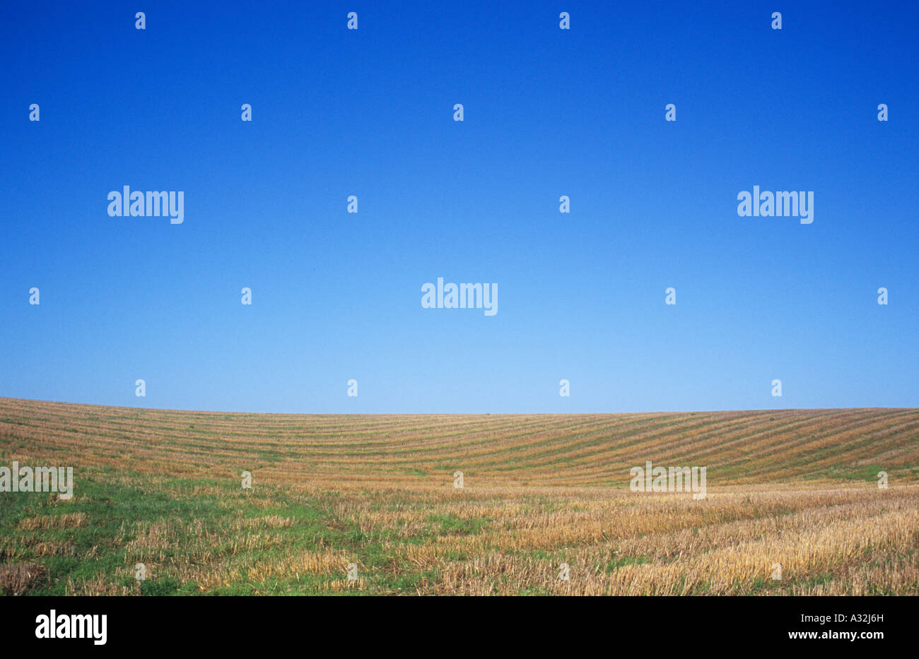 Sanft hügelige Gebiet der goldenen braunen Getreidestoppeln übersät mit dem Grün der wachsenden Rasen oder Unkraut unter blauem Himmel Stockfoto