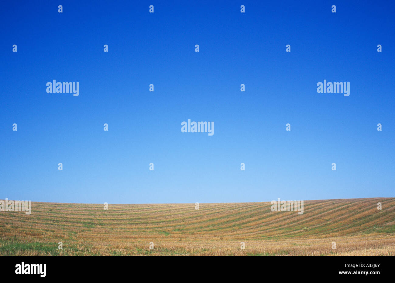 Sanft hügelige Gebiet der goldenen braunen Getreidestoppeln übersät mit dem Grün der wachsenden Rasen oder Unkraut unter blauem Himmel Stockfoto