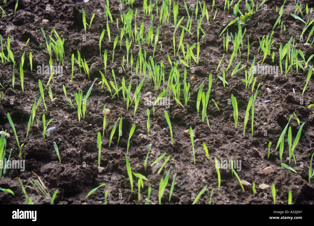 Detail von Feld enthält Zeilen mit Hintergrundbeleuchtung frischen jungen grünen Triebe der Winter Getreide Keimen im reiche braune Erde Stockfoto
