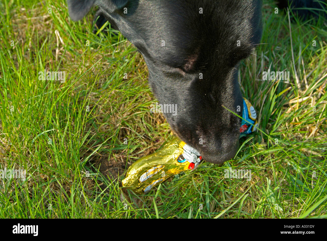 PR schwarzen Hund schnüffeln auf eine Schokolade Osterhasen auf Wiese Gras Stockfoto
