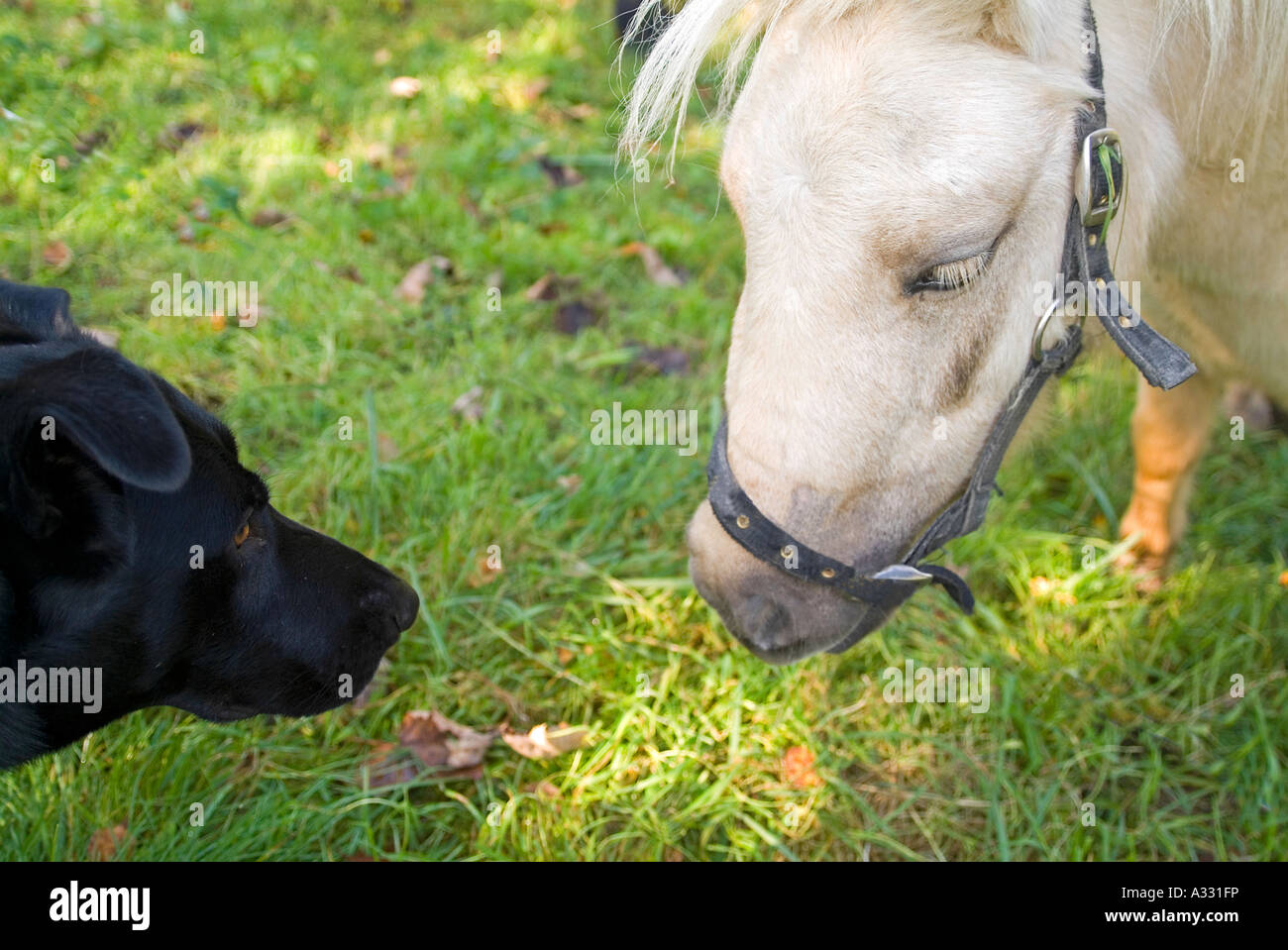 Hund und ein Pony treffen auf einer Wiese Stockfoto
