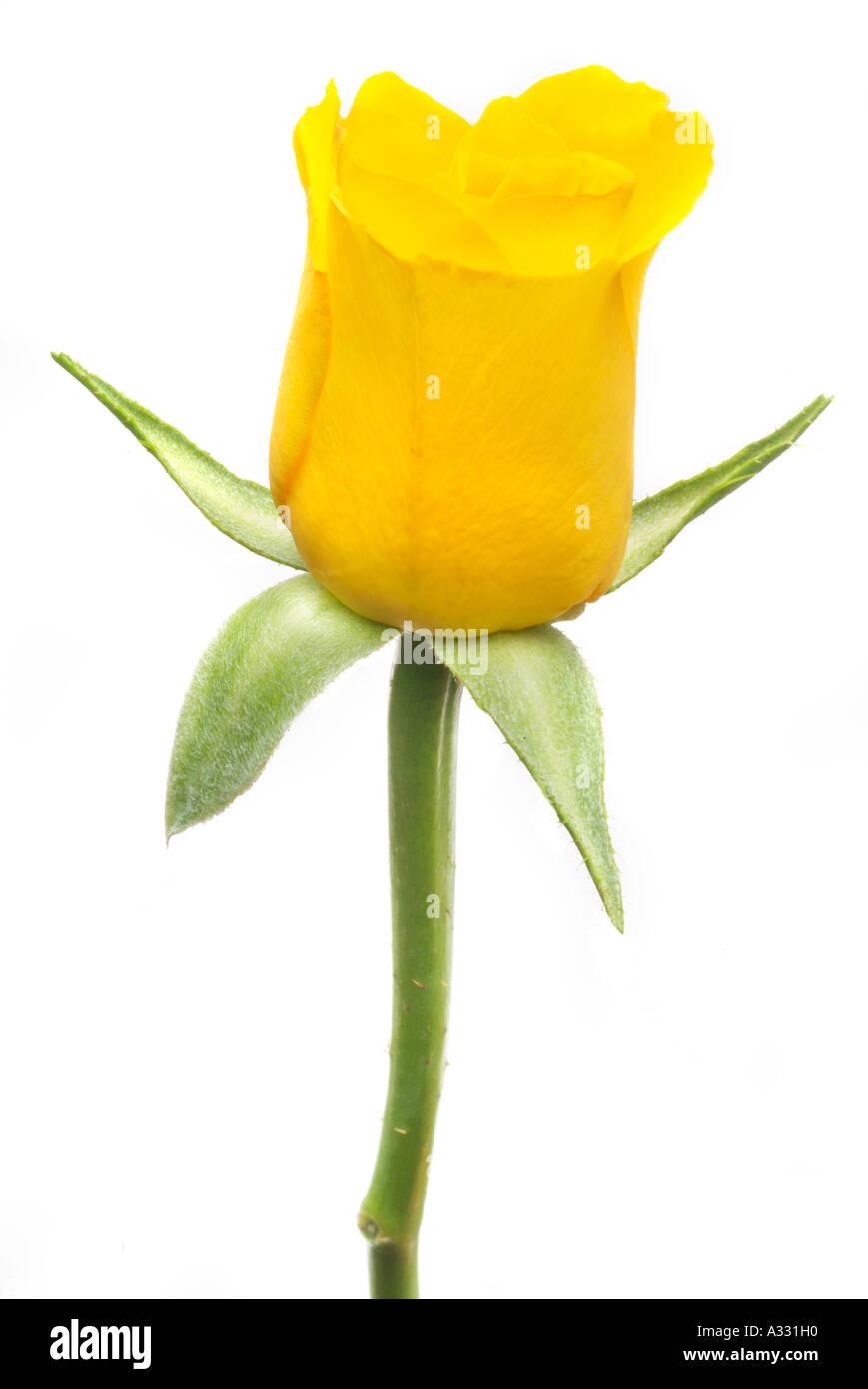 Einzelne Stängel gelb Kopf Rosenblüte Knospe offene Blütenblatt Stockfoto