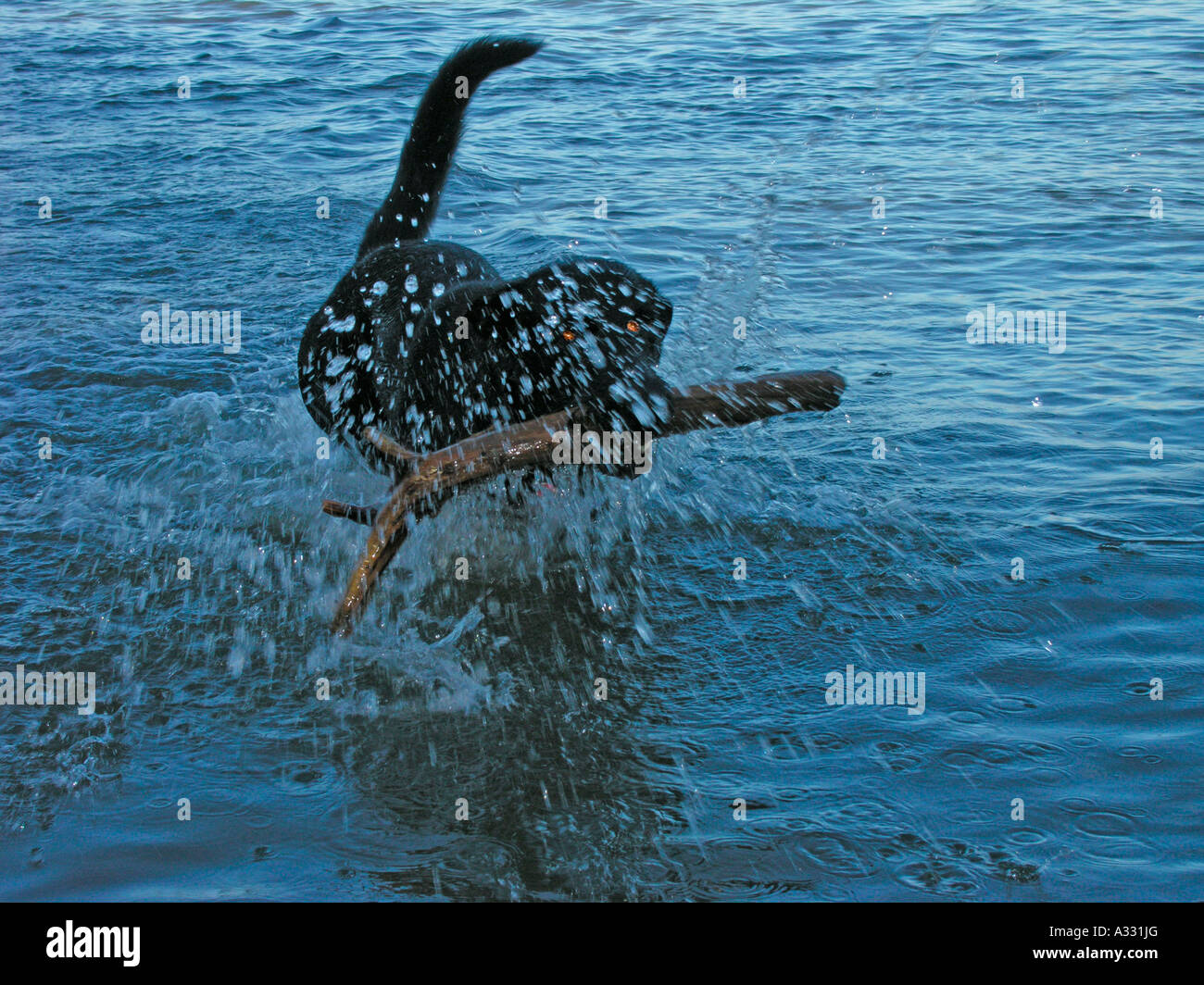 PR schwarzen Hund im Wasser mit einem großen langen Stock-Protokoll abrufen Stockfoto