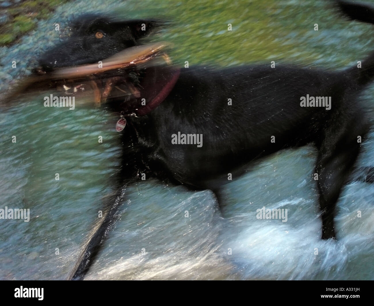 PR schwarzen Hund läuft durch Wasser abrufen, tragen einen großen langen Stock Log Unschärfe Unschärfe durch Bewegung Stockfoto