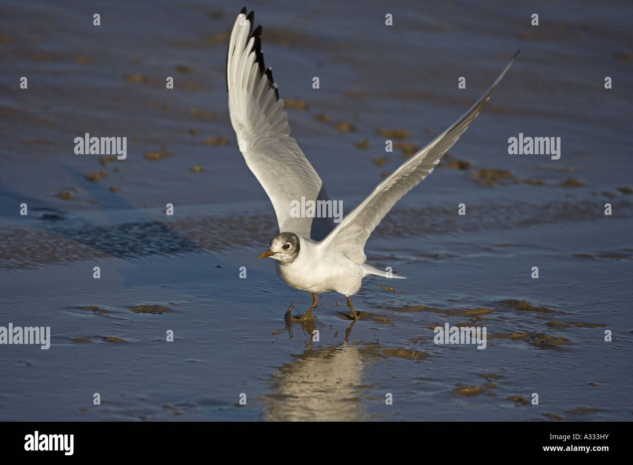 Lachmöwe Larus ridibundus im Winter Gefieder Norfolk Coast Stockfoto